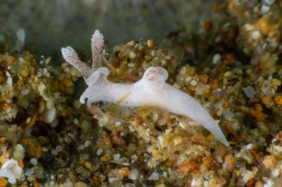 Trapania lemnalioides - Mabini, Batangas, Philippines