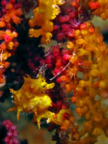 Hippocampus debelius – Soft Coral Seahorse