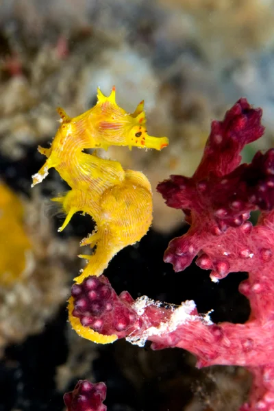 Softcoral Seahorse