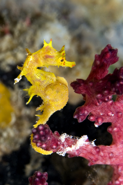 Softcoral Seahorse