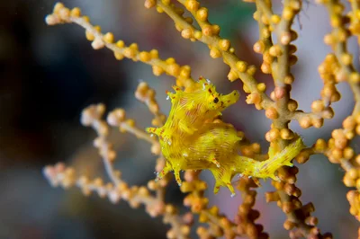 Softcoral Seahorse