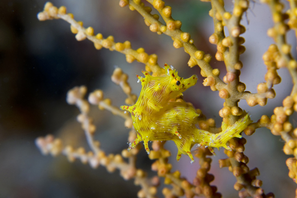 Softcoral Seahorse