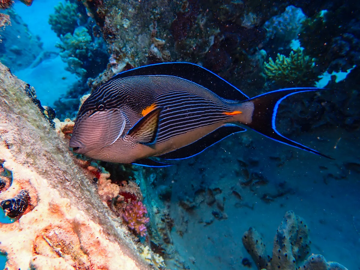 Sohal Surgeonfish