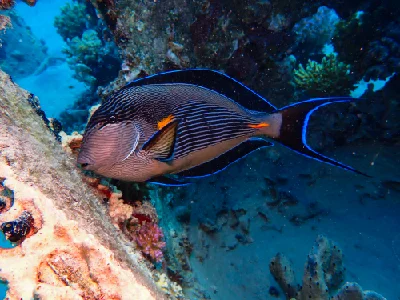 Sohal Surgeonfish