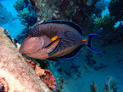 Sohal Surgeonfish