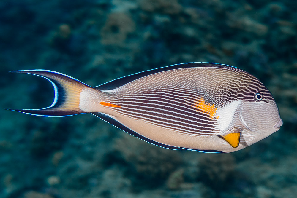 Sohal surgeonfish - Acanthurus sohal