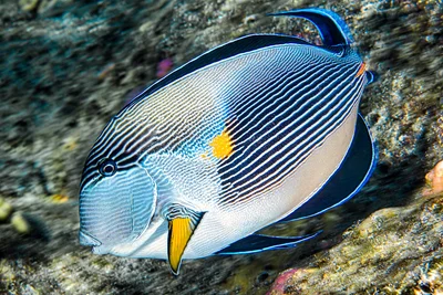 Sohal surgeonfish - Acanthurus sohal