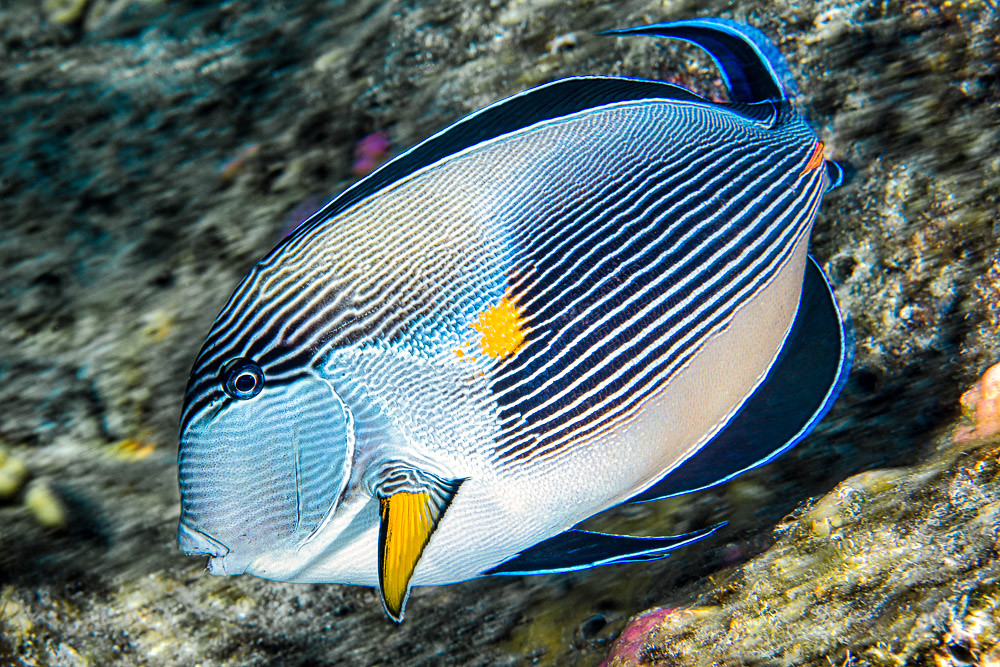 Sohal surgeonfish - Acanthurus sohal