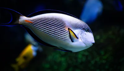 Sohal surgeonfish