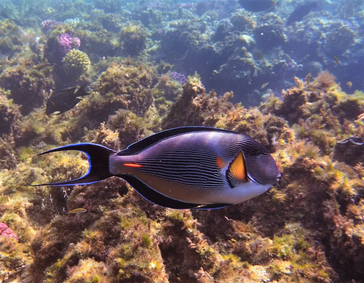 Acanthurus sohal