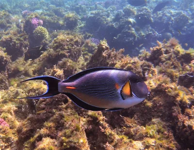Acanthurus sohal