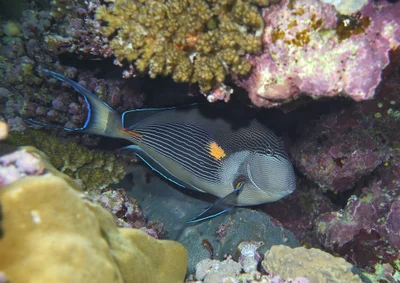 Acanthurus sohal