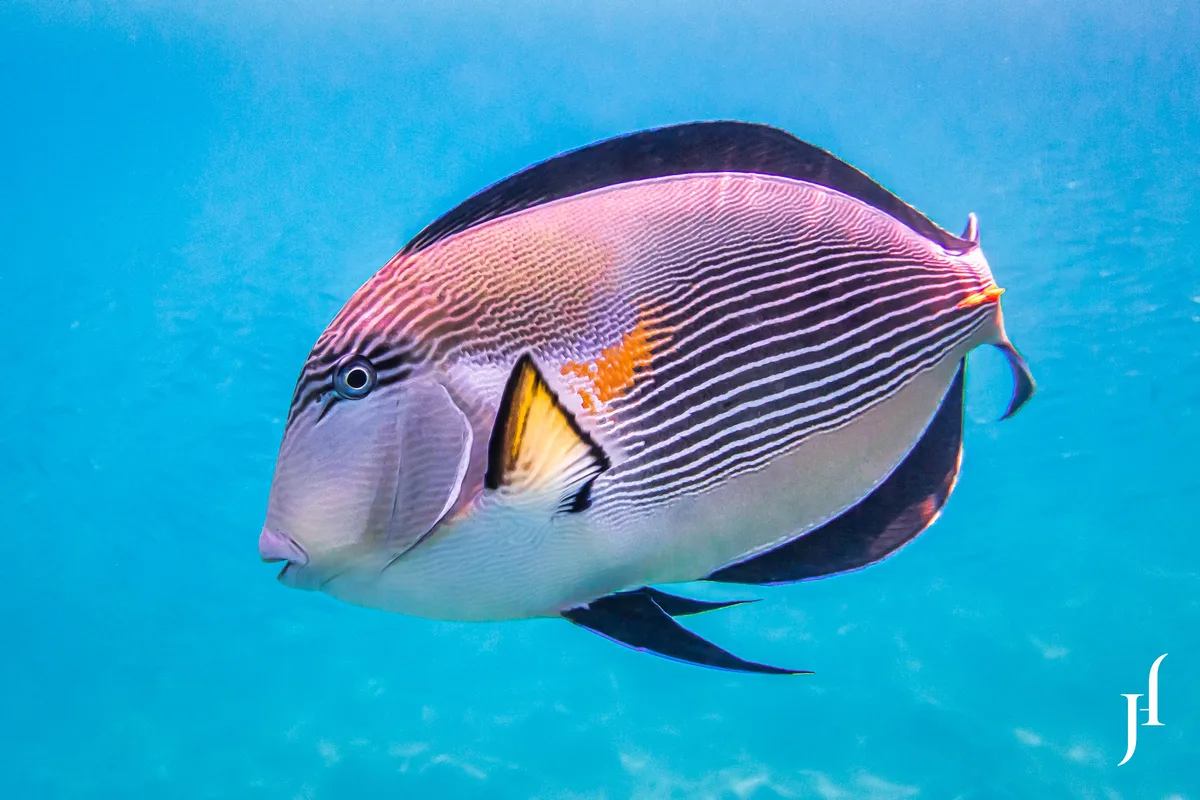 Sohal Surgeonfish (Acanthurus sohal)