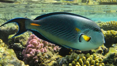 Acanthurus sohal, Sohal tang DSC00584