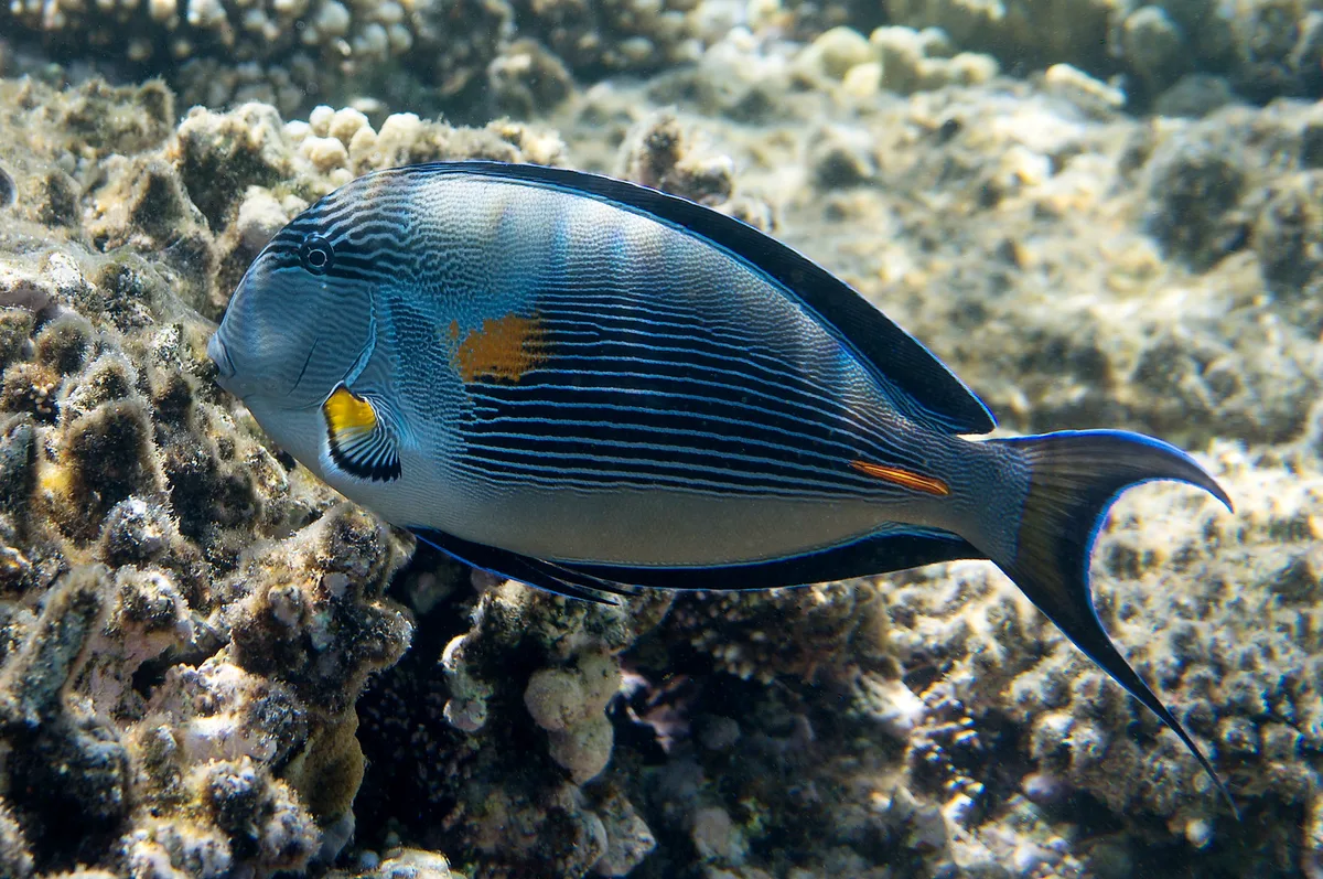 Acanthurus sohal