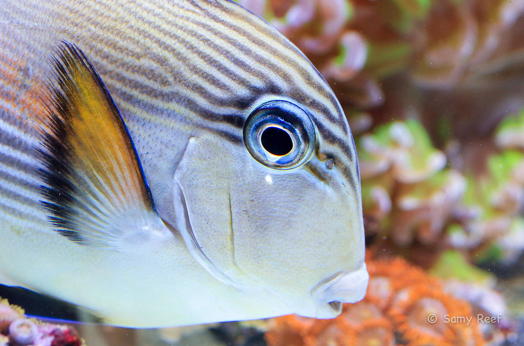 Acanthurus Sohal