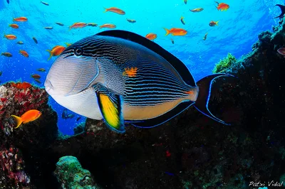Acanthurus sohal