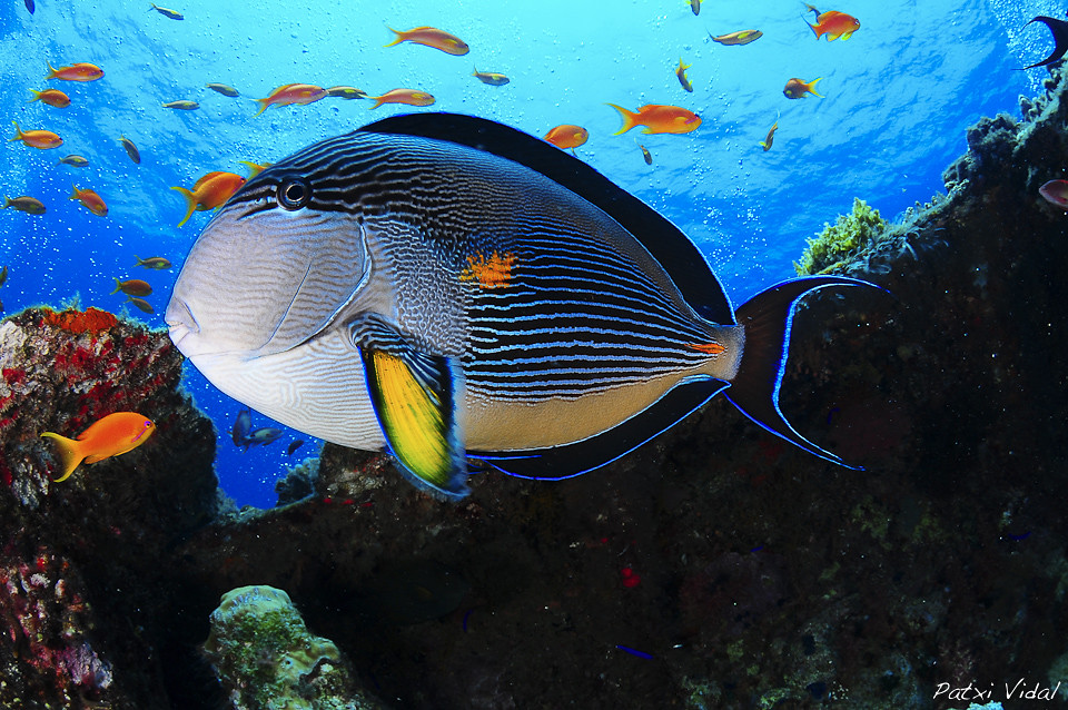 Acanthurus sohal