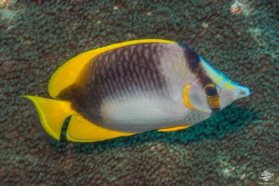 Chaetodon leucopleura - South part of Big T Wall only where top is sandy not coral