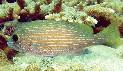 Sordid Thicklip - subadult