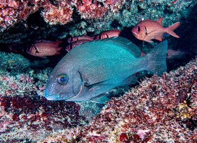 Gaterin gueule rouge Plectorhinchus sordidus