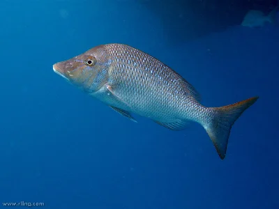 Spangled Emperor