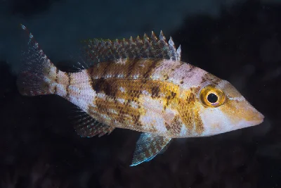 Spangled Emperor - subadult