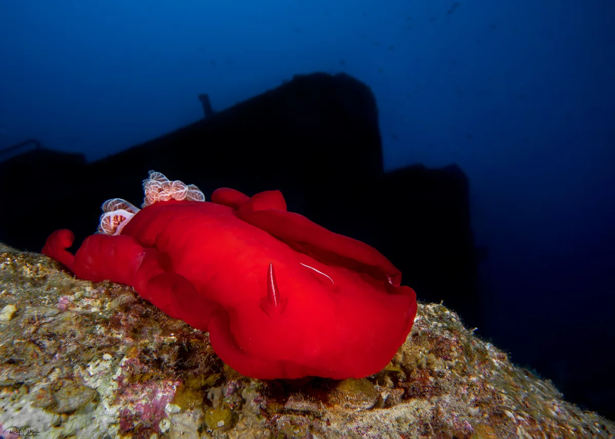 Spanish Dancer