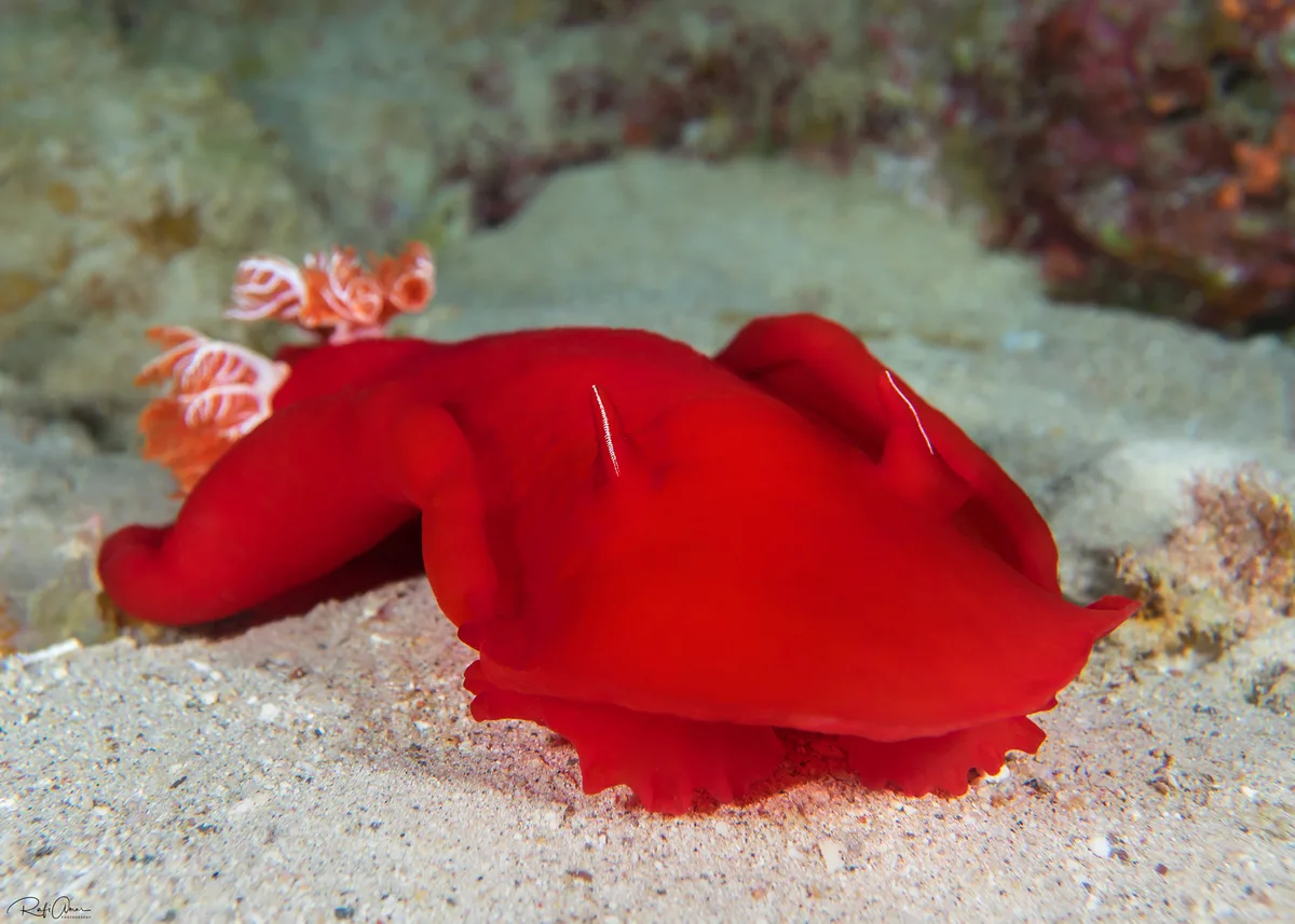 Spanish Dancer