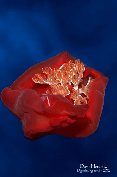 Spanish Dancer