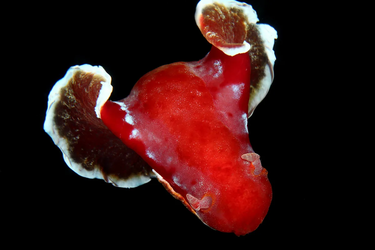 Spanish Dancer