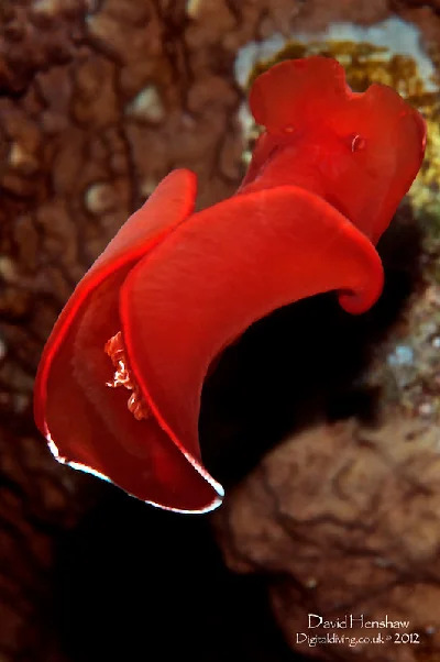 Spanish Dancer