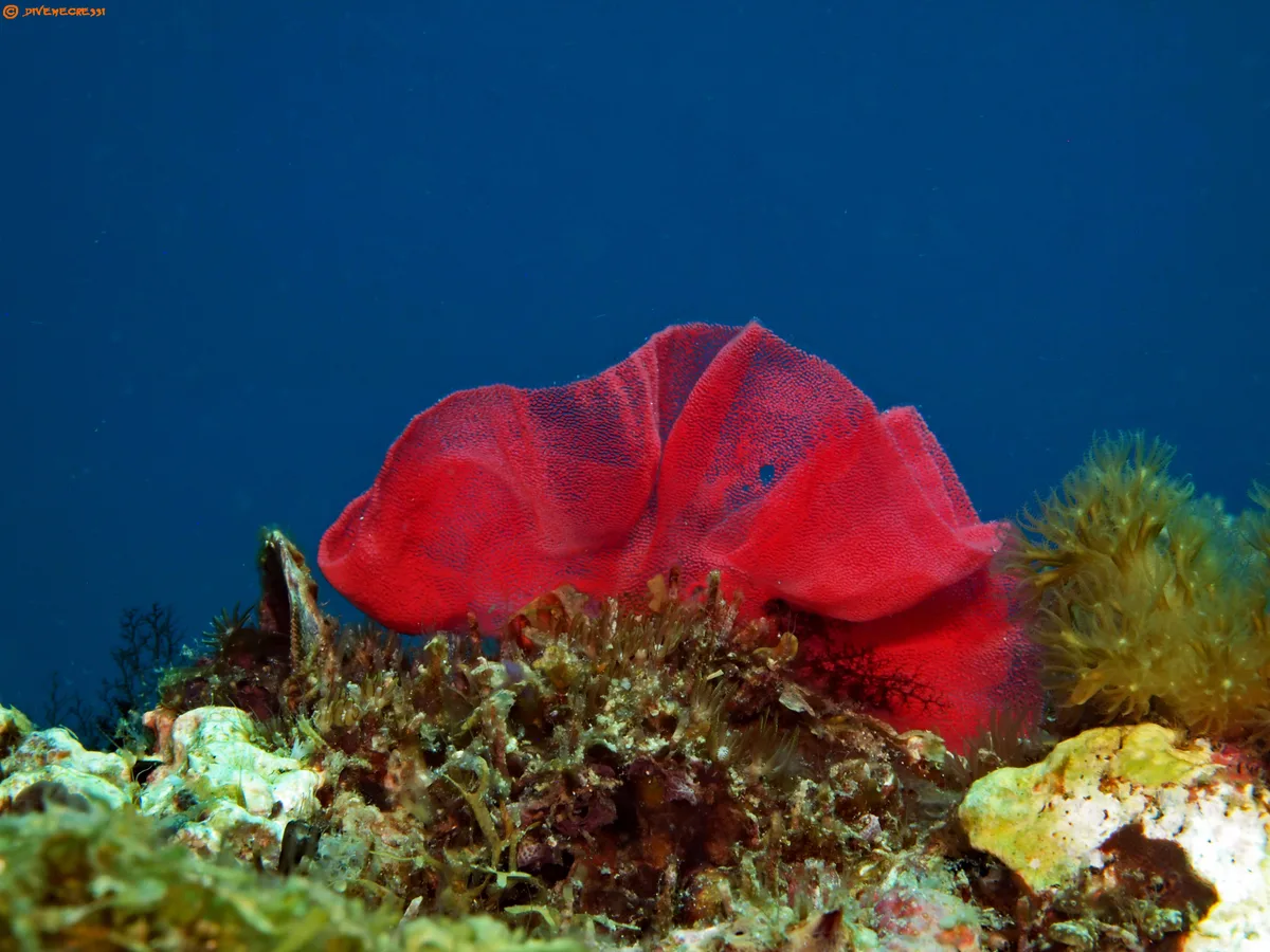 Spanish Dancer - eggs