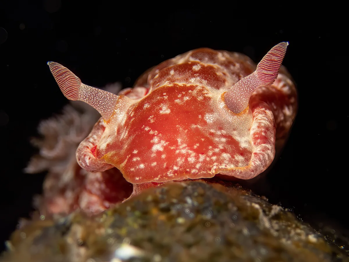 Spanish Dancer