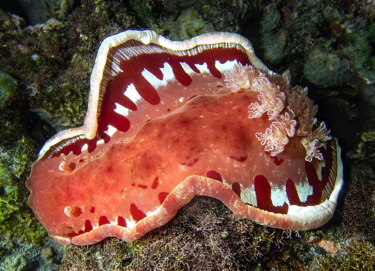 Spanish Dancer