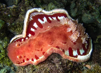 Spanish Dancer
