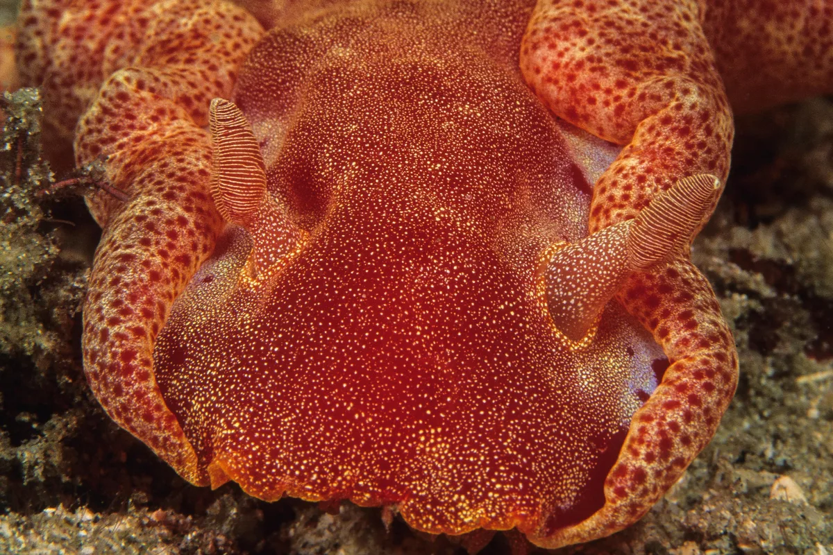 Spanish Dancer