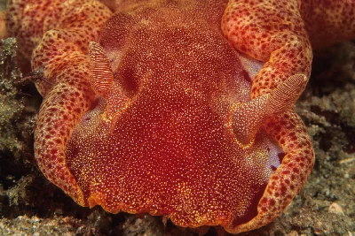 Spanish Dancer