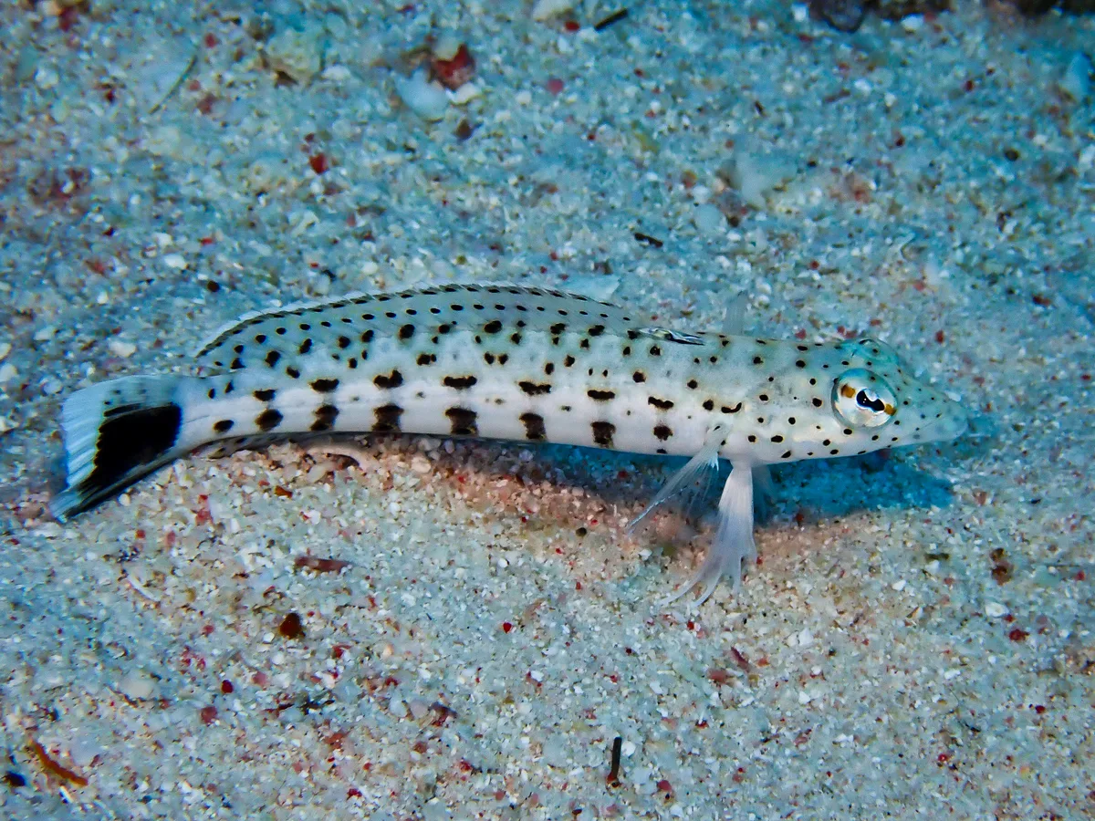 Speckled sandperch
