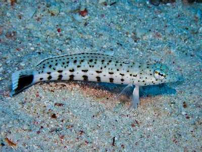 Speckled sandperch