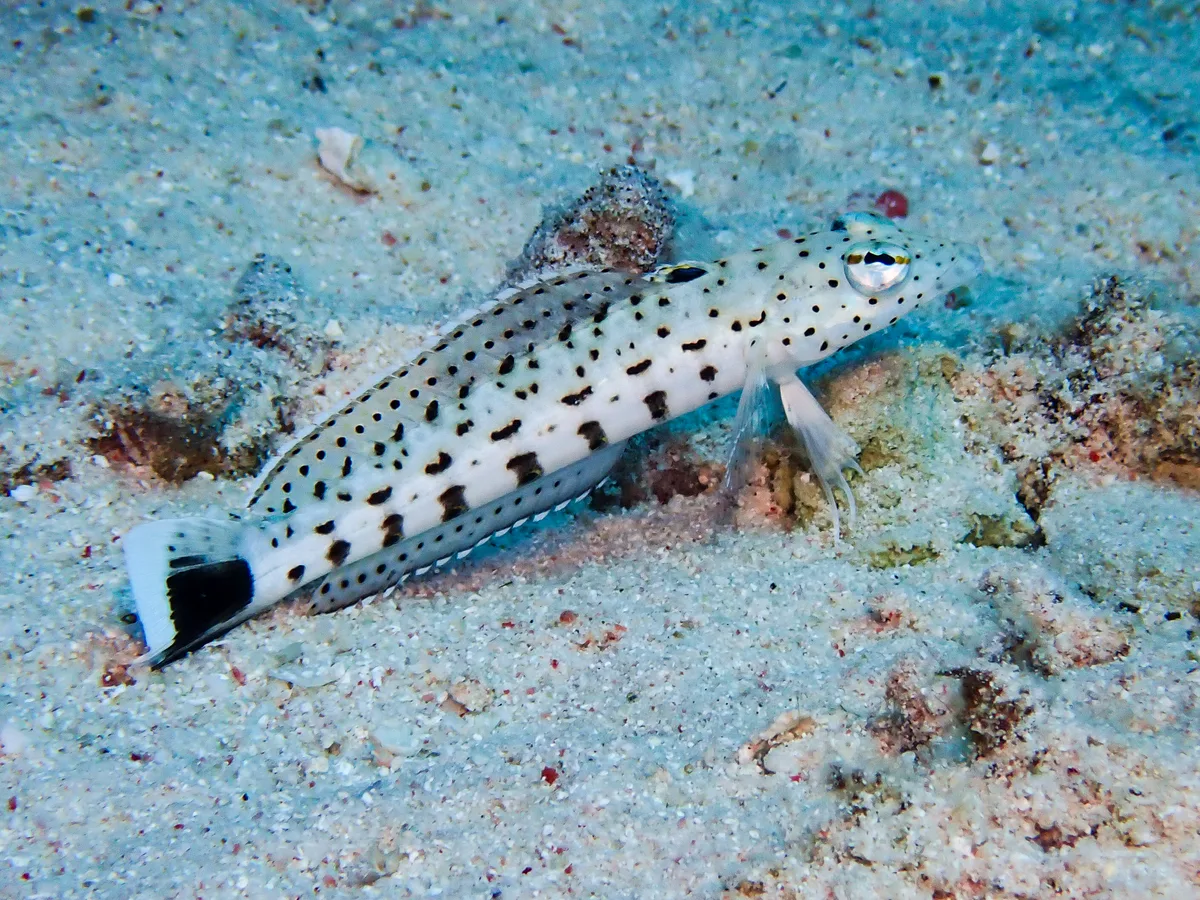 Speckled sandperch
