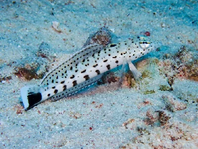 Speckled sandperch