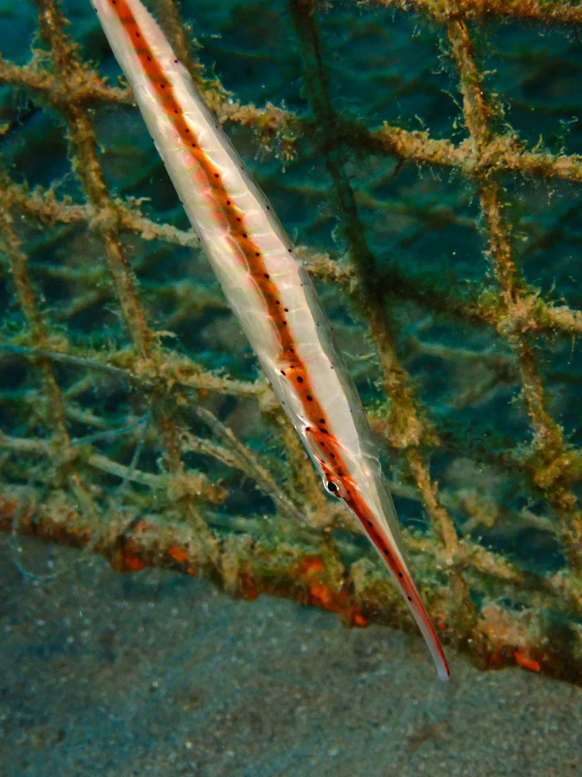 Speckled Shrimpfish