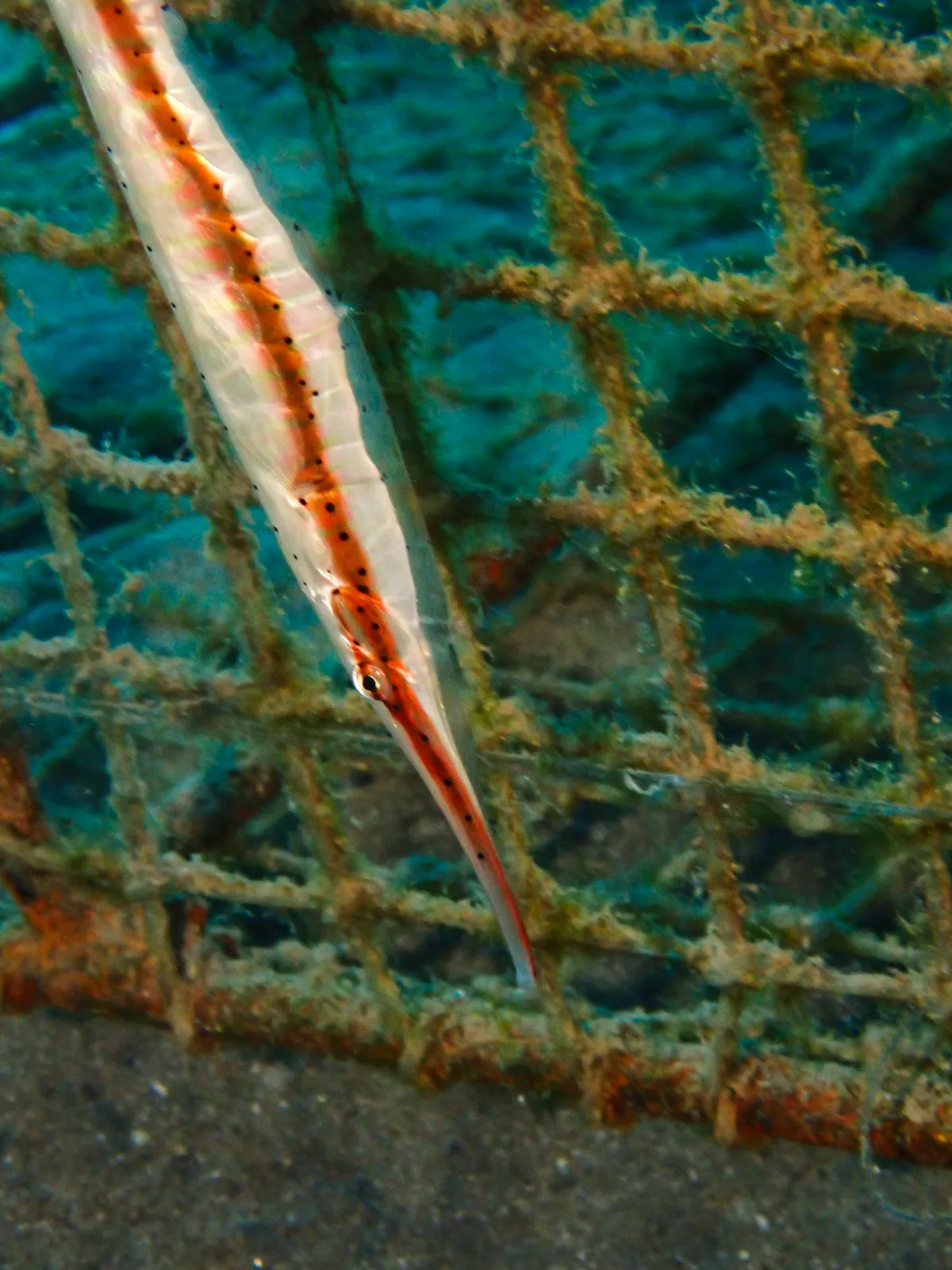 Speckled Shrimpfish