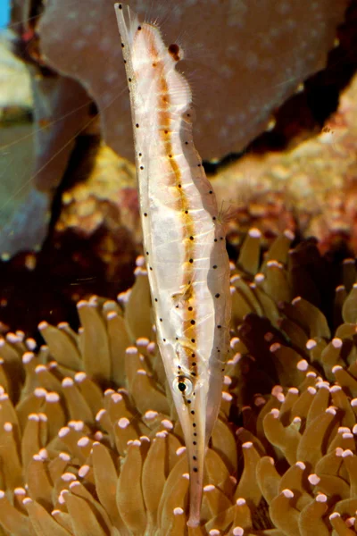 Speckled Shrimpfish (Aeoliscus punctulatus)