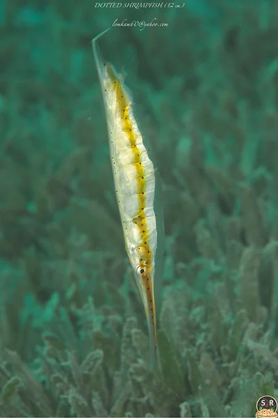 DOTTED SHRIMPFISH (12 cm)