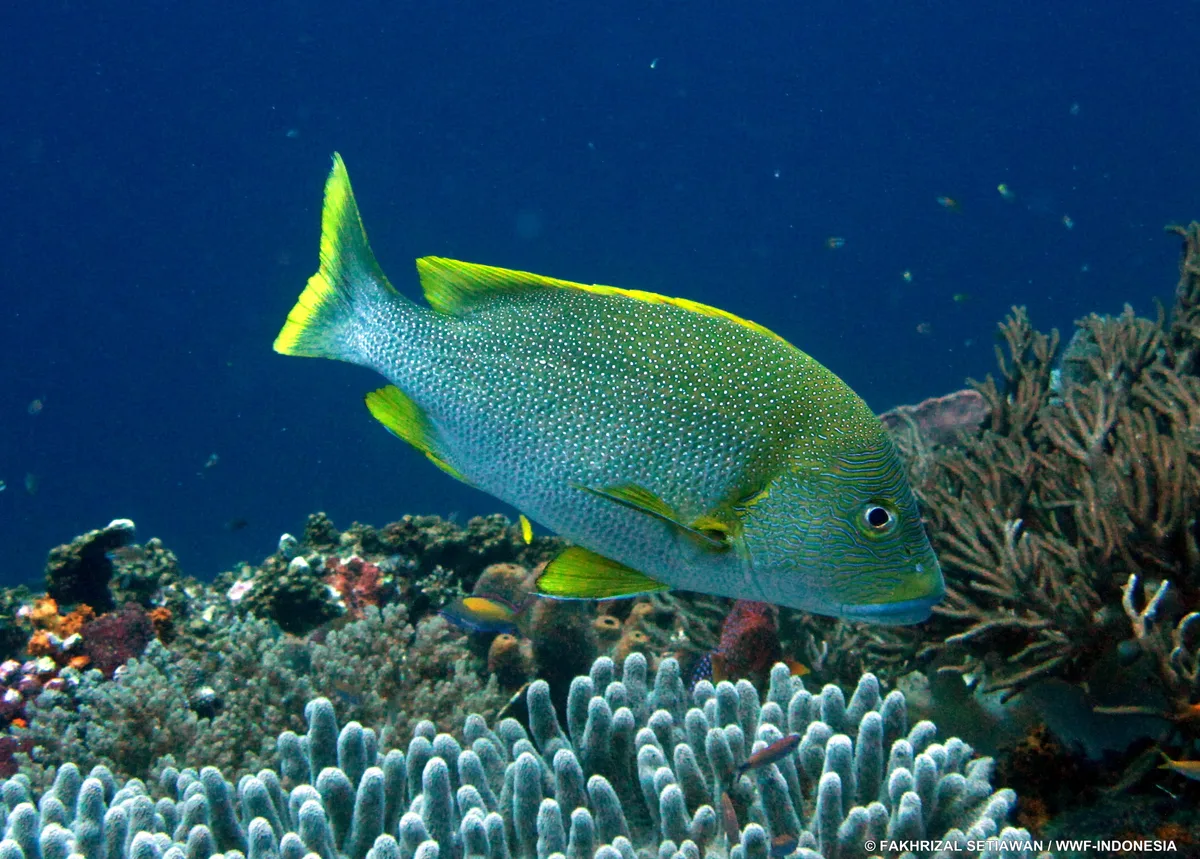 Speckled Snapper