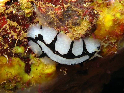 Phyllidiopsis dautzenbergi - Arta, Djibouti