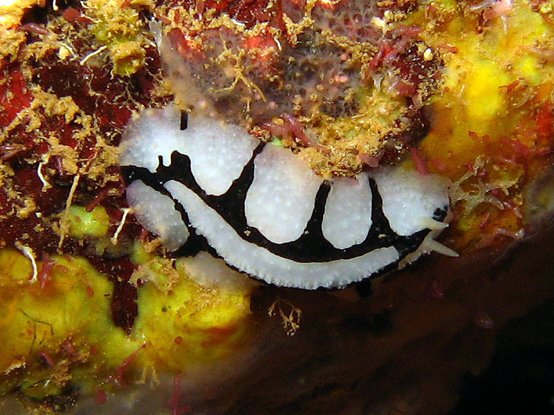 Phyllidiopsis dautzenbergi - Arta, Djibouti