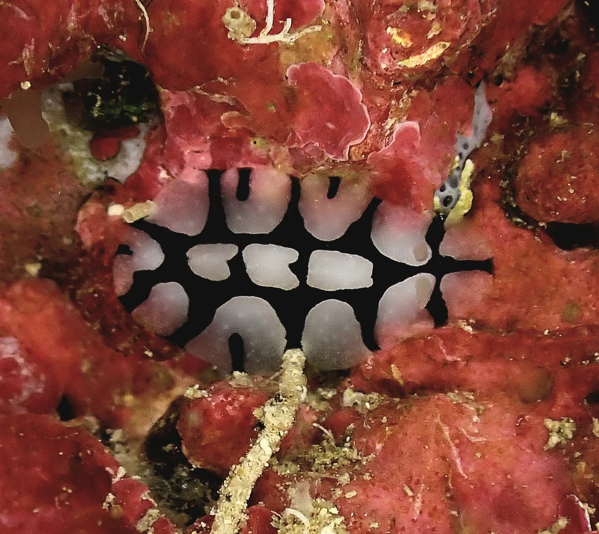 Phyllidiopsis dautzenbergi - GG57+MF2, Dahab, Zuidelijke Sinaï 8772464, Egypte